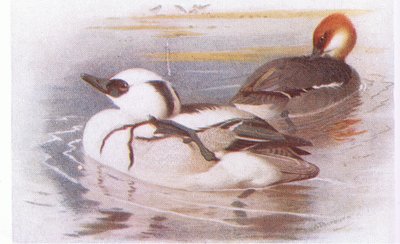 Smew by Archibald Thorburn